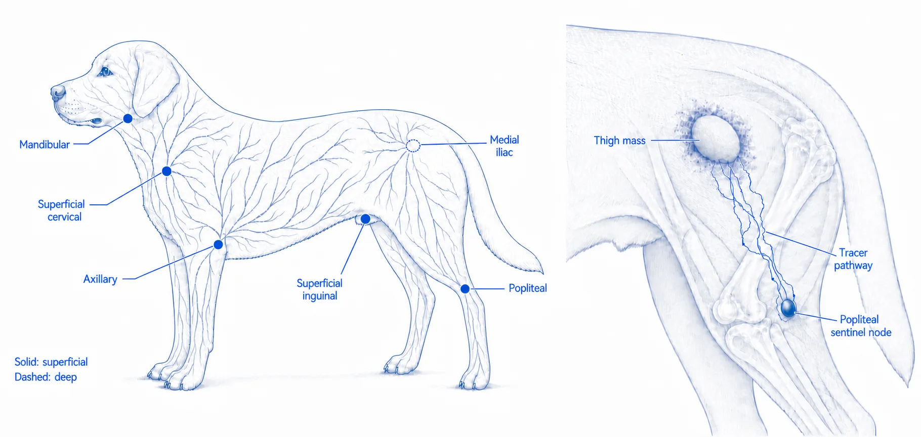 Labelled canine regional lymph-node map