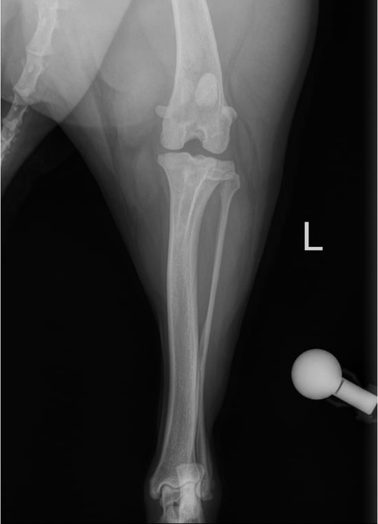 Example orthogonal stifle radiograph for TPLO planning with tibia and hock included and calibration marker visible