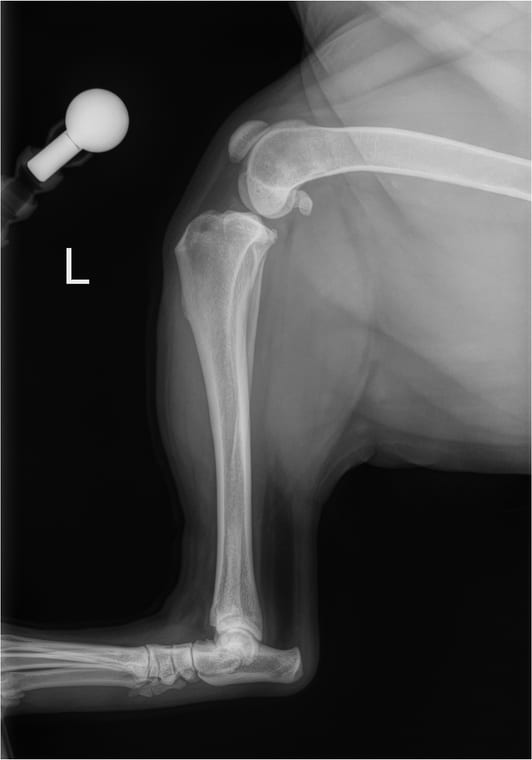 Example true lateral stifle radiograph for TPLO planning with hock included and calibration marker visible