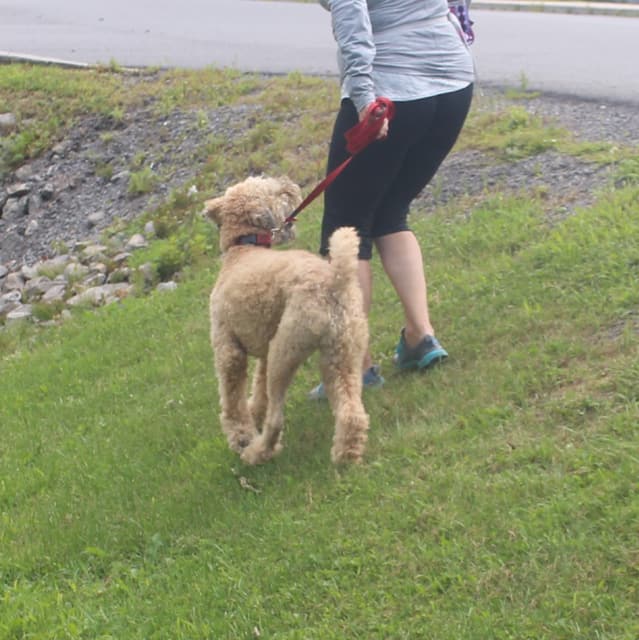 Dog walking on a hill for the month 3 mobility album