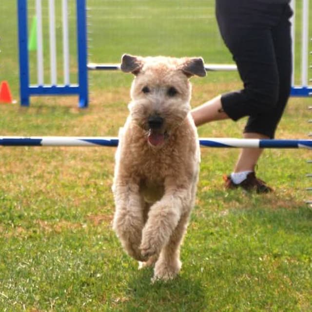 Dog running an agility jump for the month 6 album