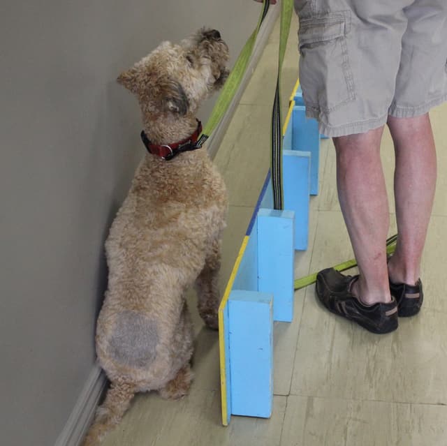 Dog doing tunnel squats beside a wall for the week 4 album