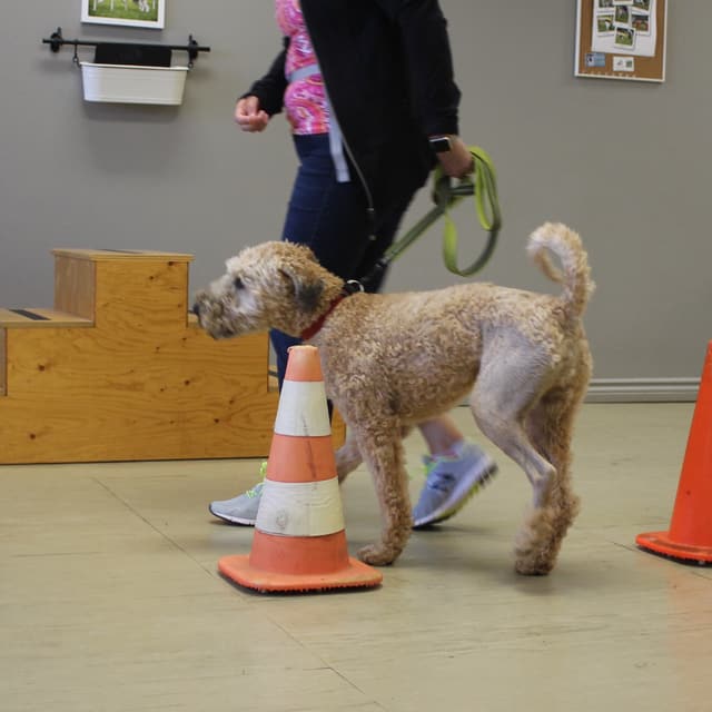 Dog walking around cones for the week 6 functional recovery album