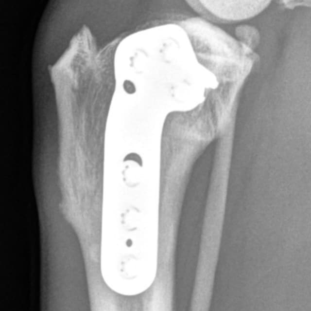 TPLO radiograph healing example for the week 8 album